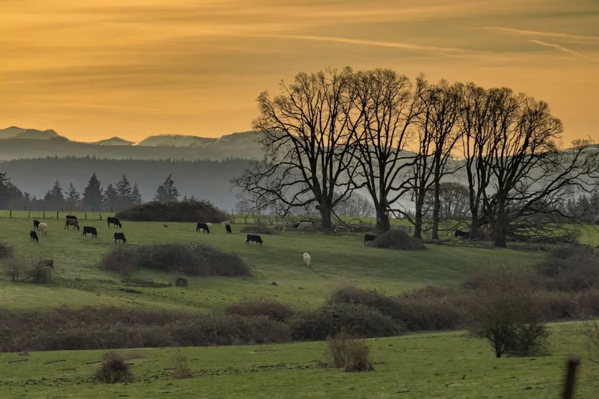 Farmland outside Junction City, Oregon